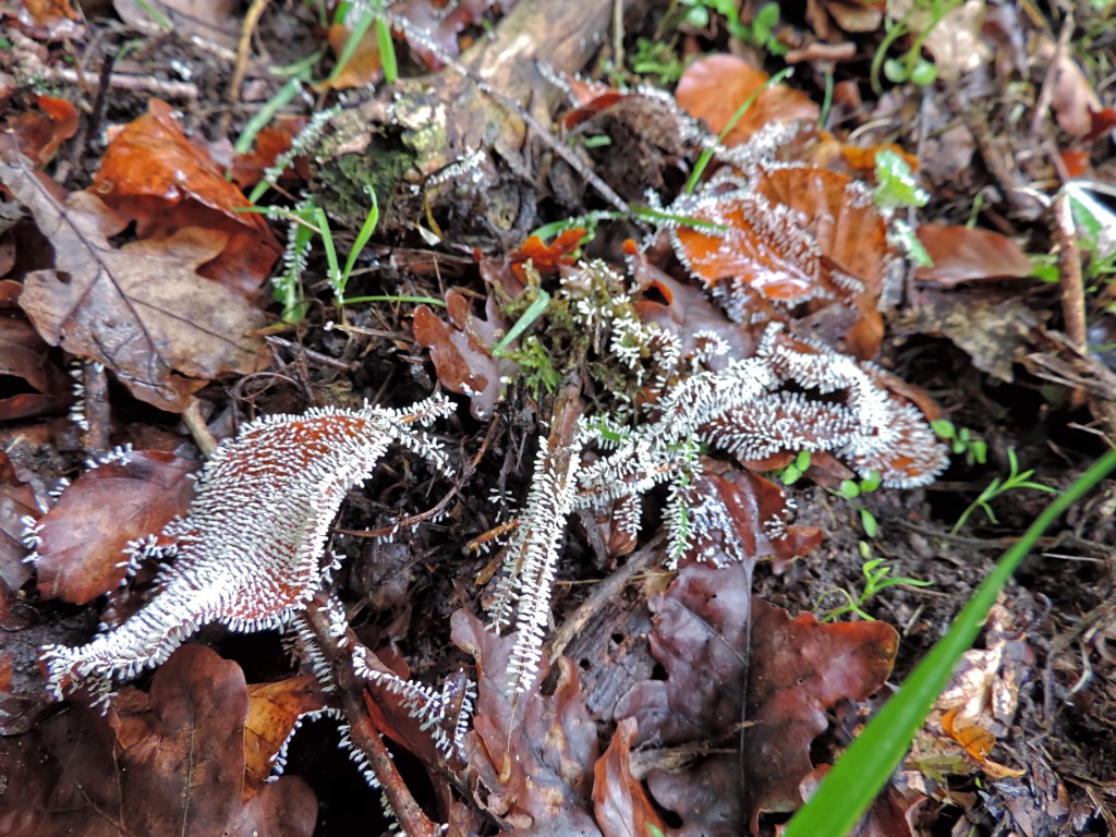 Gewoon ijsvingertje [11602] 19-okt-2014 (Bentheimerwald, Bad Bentheim).jpg - Gewoon ijsvingertje [Ceratiomyxa fruticulosa var. arbuscula]
